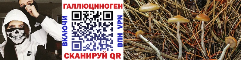 Купить закладки  Наро-Фоминск  Псилоцибиновые грибы GOLDEN TEACHER 